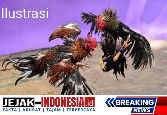Polres Lumajang Diduga Tidak ada Nyali, Praktik Perjudian Sabung Ayam di Desa Selok Beraktifitas Secara Terbuka