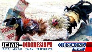 ilustrasi+foto+sabung+ayam-700x400