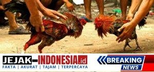 sabung-ayam-ilustrasi-_110701165704-498