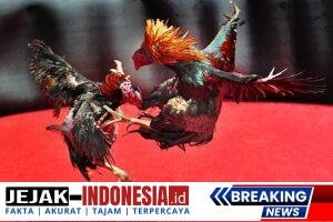 After the training,two roosters were  fighting.