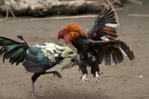 depositphotos_87497624-stock-photo-cock-fighting-sport-in-bali