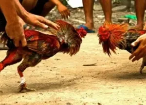 sabung-ayam-ilustrasi-_110701165704-498