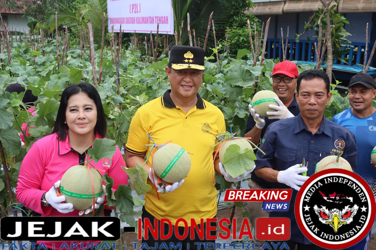 Dukung Ketahanan Pangan, Kapolda Kalteng Bersama Bhayangkari Panen Melon Perdana di Lahan Pekarangan Pangan Lestari