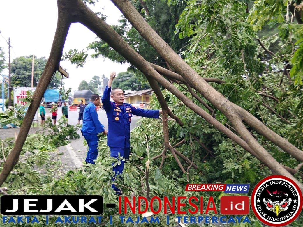 Aksi Cepat Sat Polairud Polresta Banyuwangi Evakuasi Pohon Tumbang di Jalur Nasional