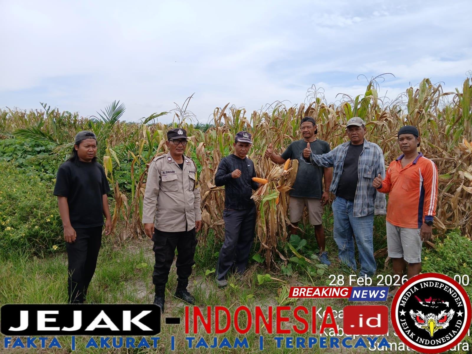 Bhabinkamtibmas Polsek Tanah Jawa Cek Lahan Jagung Ketahanan Pangan, Panen Senin Depan dan Siap Dijual ke BULOG