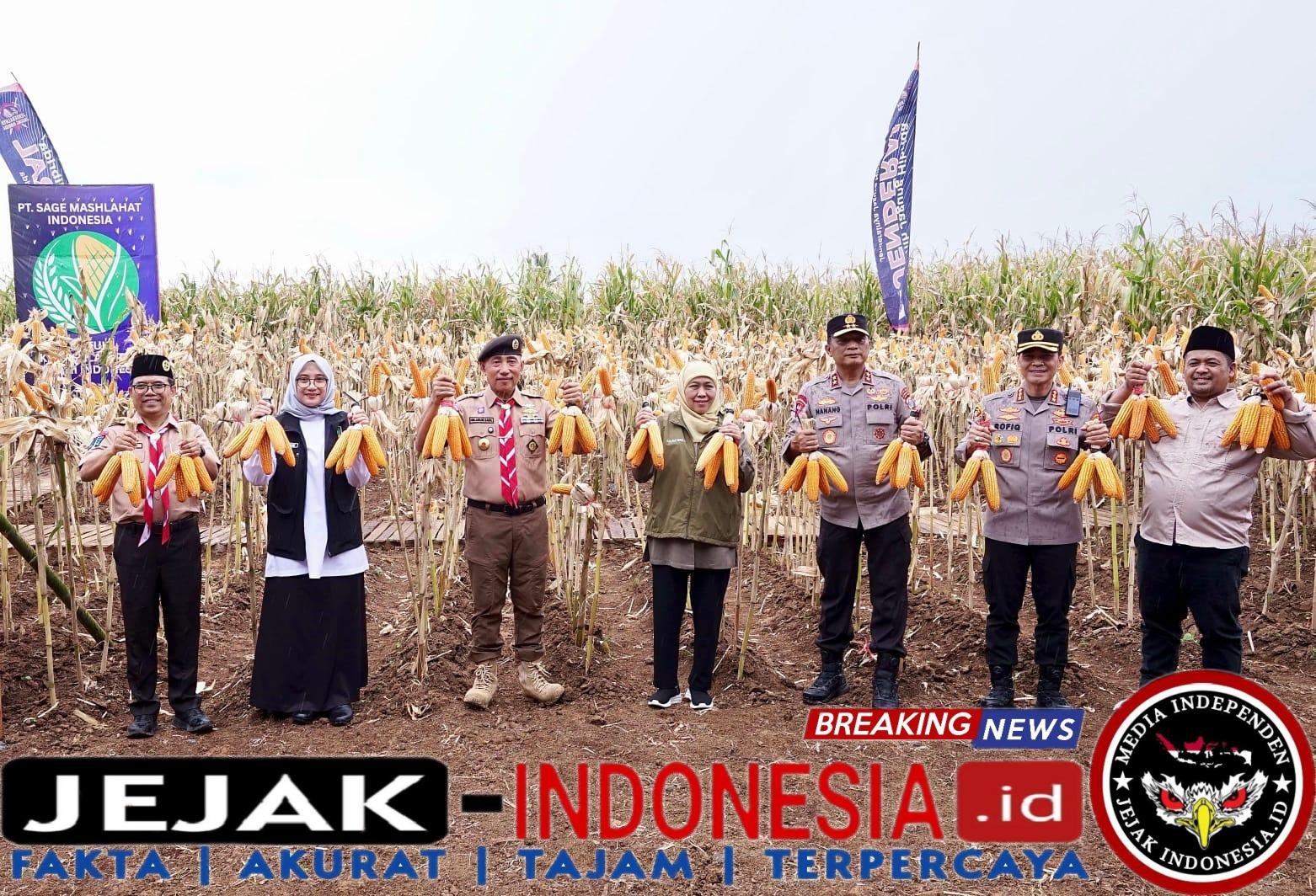 Bersama Bupati Ipuk, Gubernur dan Kapolda Jatim Panen Raya Jagung di Banyuwangi