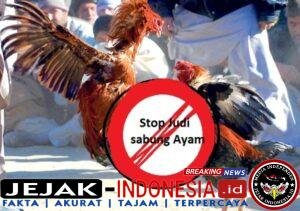 sabung-ayam